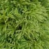 Cryptomeria 'Globosa Nana' 1pc U.S.D.A. Hardiness Zones 5-8 National Plant Network 2.25gal