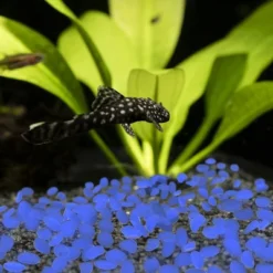 Solar Garden Stones - 500-Pack Glow In The Dark Pathway Pebble Lights - Decorative Glowing Rocks For Flowerbeds And Walkways By Pure Garden (Blue) -Home Improvement Store GUEST 8adef7ee 7d39 44c7 aded 22435182b7cd