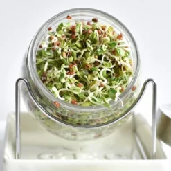 Tribest GEO Sprouting Jar System With Stainless Steel Rack And Ceramic Base Plate – Clear 12 Tribest GEO Sprouting Jar System With Stainless Steel Rack And Ceramic Base Plate – Clear -Home Improvement Store GUEST 8c36ed12 8655 4380 a14f 4391e00c9ebb