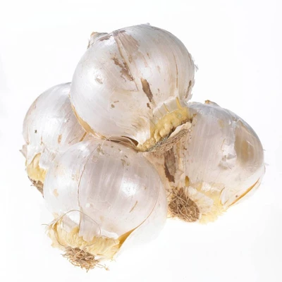 Set Of 1 Allium Globemaster Bulbs - Van Zyverden 6 Set Of 1 Allium Globemaster Bulbs - Van Zyverden - Image 4