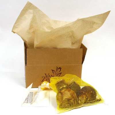 Van Zyverden 3ct Amaryllis Multicolored Economy Mixed Flower Bulb Set 4 Van Zyverden 3ct Amaryllis Multicolored Economy Mixed Flower Bulb Set - Image 2