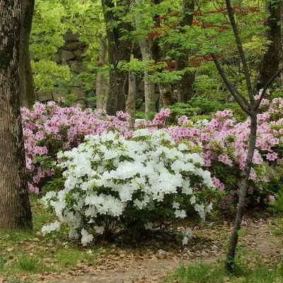 Encore 1pc Azalea Autumn Lily - National Plant Network 5 Encore 1pc Azalea Autumn Lily - National Plant Network - Image 3