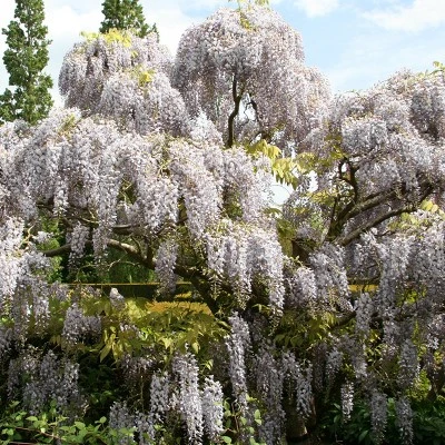 Wisteria White - National Plant Network 3 Wisteria White - National Plant Network