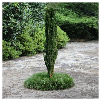 Sky Pencil Holly - National Plant Network 3 Sky Pencil Holly - National Plant Network