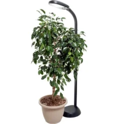 Hydrofarm Agrobrite FLF27DF 27W 120V Indoor Gooseneck Adjustable 48' To 61' Standing Plant Lamp Light With 6 Foot Power Cord, Black 9 Hydrofarm Agrobrite FLF27DF 27W 120V Indoor Gooseneck Adjustable 48' To 61' Standing Plant Lamp Light With 6 Foot Power Cord, Black -Home Improvement Store GUEST 93b806a7 2374 4709 88f8 456729ccc568