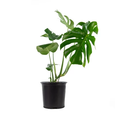 10" Monstera Swiss Cheese Plant - National Plant Network 5 10" Monstera Swiss Cheese Plant - National Plant Network - Image 3