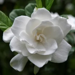 Gardenia 'Radicans' 1pc U.S.D.A. Hardiness Zones 7-11 National Plant Network 2.5qt -Home Improvement Store GUEST 9a23d848 7add 4061 8846 e54f20a4e4df