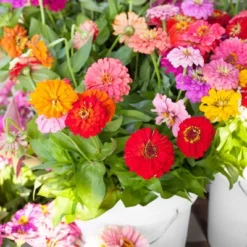 Back To The Roots 5pk Organic USA Flower Seeds -Home Improvement Store GUEST 9a5e7d18 d232 4ca6 bffc 0cf53ae0febb