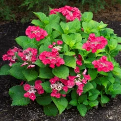 3pc Hydrangea Cherry Explosion - National Plant Network -Home Improvement Store GUEST 9aed0161 e9a3 4145 928b e9fc134d93fd