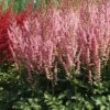 5ct Astilbe Top Choice Cake Mixture Bulbs - Van Zyverden