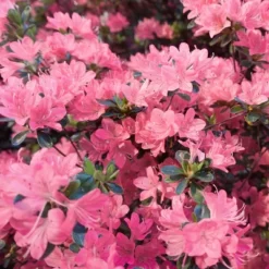 2.25gal Pink Pearl Azalea Plant With Pink Blooms - National Plant Network -Home Improvement Store GUEST 9d73beab 0817 48f4 813e bae7376912df