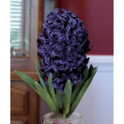 Fragrant Blue Hyacinth Bulb With Forcing Vase - National Plant Network