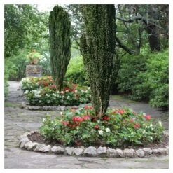 Sky Pencil Holly - National Plant Network 5 Sky Pencil Holly - National Plant Network -Home Improvement Store GUEST a66a2449 ae75 4555 abae fc5f587d9ec9