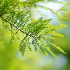 2.25gal Bald Cypress Tree - National Plant Network -Home Improvement Store GUEST a69cc2c7 da11 4abd bc50 f2dc2ed72560