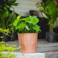 10" Monstera Swiss Cheese Plant - National Plant Network 10 10" Monstera Swiss Cheese Plant - National Plant Network -Home Improvement Store GUEST a78ead8f 0dec 47a1 a2d2 0a50e0f61168