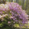 1gal Encore Twist Azalea Plant With Purple And White Blooms - National Plant Network -Home Improvement Store GUEST a892effe 85eb 4a53 aa3c 4a63b87513a1