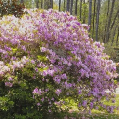 1gal Encore Twist Azalea Plant With Purple And White Blooms - National Plant Network