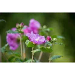 Hibiscus Tahiti Tree - National Plant Network -Home Improvement Store GUEST aaeaf0fe 43a5 48fe 8347 c8312c5a7ec4