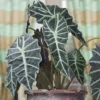 3pc Alocasia Poly - National Plant Network -Home Improvement Store GUEST abfd2d70 c433 43f7 8151 9fcf6eba00a0