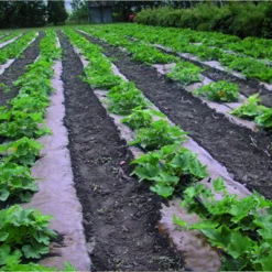 DeWitt NAT4300 4 X 300 Ft All Natural Organic Biodegradable Paper Mulch Garden Weed Control Barrier -Home Improvement Store GUEST afa47aaa d8ff 4a47 84fc 392b9a8b5666