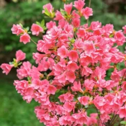 2.25gal Coral Bell Azalea Plant With Pink Blooms - National Plant Network -Home Improvement Store GUEST b0c70261 7c7d 426a 881c 53b86f4027cc