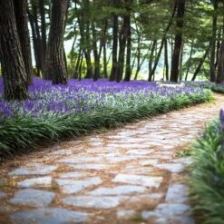 15pc Variegated Liriope - National Plant Network -Home Improvement Store GUEST b0f8ec51 419f 424e bb02 02f5be067ab3