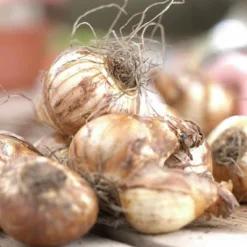 Van Zyverden Set Of 12 Daffodils Bulbs Golden Ducat