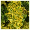 Euonymus 'Golden' 1pc In 2.5 Quarts Container - National Plant Network - U.S.D.A. Hardiness Zones 6 - 9 -Home Improvement Store GUEST bd949b68 9e90 4904 b77a 2cfa31f2cdd9
