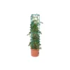 Hydrofarm GCTB Tomato Barrel Pot Garden Planting System And 4 Foot Trellis Tower -Home Improvement Store GUEST bff4c81d 378e 42ae 9bfd 7b6891d6f6f6