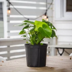 10" Monstera Swiss Cheese Plant - National Plant Network 11 10" Monstera Swiss Cheese Plant - National Plant Network -Home Improvement Store GUEST c14d0e65 f28e 4a64 b549 2a4eb70930ef