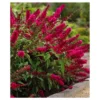 Royal Red Buddleia - National Plant Network -Home Improvement Store GUEST c601f8e3 9ac3 4f14 8fc5 cc1f3e27af80