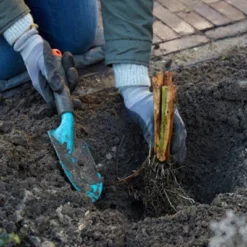 Van Zyverden Set Of 3 Roots Bearded Iris Jurassic Park -Home Improvement Store GUEST c9426e2e 04ac 48d2 a640 dd1acba3de3d