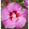 Hibiscus Tahiti Tree - National Plant Network -Home Improvement Store GUEST ca1efdaf ea86 4bbc ac54 a198dce53fed