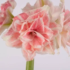 Van Zyverden Amaryllis Pink Double Time Flower Bulb -Home Improvement Store GUEST ca628fd8 8b13 42df b7a6 fab2aafa1714