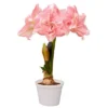 Van Zyverden Amaryllis Pink Double Time Flower Bulb -Home Improvement Store GUEST cd9aedb0 56f3 4190 be99 144add071595