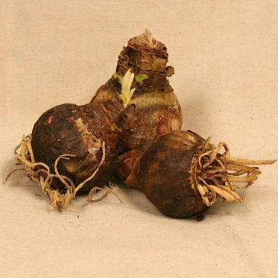 Van Zyverden 3ct Amaryllis Multicolored Economy Mixed Flower Bulb Set 3 Van Zyverden 3ct Amaryllis Multicolored Economy Mixed Flower Bulb Set