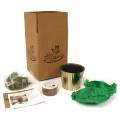 Amaryllis Pink Kit Minerva With Iron Brass Fluted Planter - Van Zyverden 7 Amaryllis Pink Kit Minerva With Iron Brass Fluted Planter - Van Zyverden -Home Improvement Store GUEST cf147812 4bb3 4c94 8882 edc0e880ab75