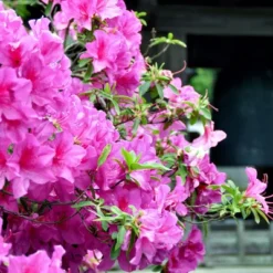 Azalea 'Karens' U.S.D.A. Hardiness Zones 5-8 - 1pc - Cottage Hill -Home Improvement Store GUEST d09283ff 158d 4dbd 81de 907418b549c5
