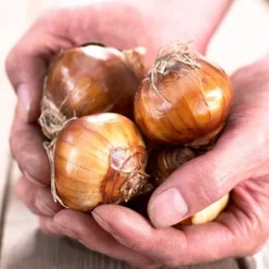 25ct Paperwhites Bulbs - Van Zyverden -Home Improvement Store GUEST d26627c6 d4e9 44cb a677 ea09e279be28