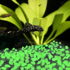 Nature Spring Glow In The Dark Solar Garden Stone Pebble Lights For Landscaping, Flower Beds, And Pathways - Green, 500-pc 9 Nature Spring Glow In The Dark Solar Garden Stone Pebble Lights For Landscaping, Flower Beds, And Pathways - Green, 500-pc -Home Improvement Store GUEST dca6f30c 04ee 485b a825 c7404dd8b19c