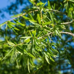 2.25gal Willow Oak Tree - National Plant Network