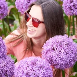 Set Of 1 Allium Globemaster Bulbs - Van Zyverden 9 Set Of 1 Allium Globemaster Bulbs - Van Zyverden -Home Improvement Store GUEST e3c2e76e 3a62 40ee 904c 4d4211e8b452