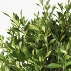 2.25gal Frostproof Gardenia Plant White Blooms - National Plant Network