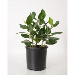 Ficus Audrey - National Plant Network -Home Improvement Store GUEST e6873027 a810 4dbe 869c 21b9583cfddc