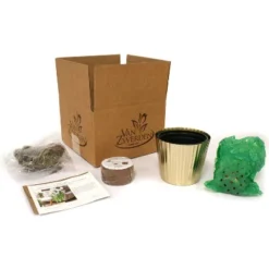 Narcissus Kit Ziva Paperwhite Bulb With Fluted Iron Faux Brass Finish Planter - Van Zyverden 7 Narcissus Kit Ziva Paperwhite Bulb With Fluted Iron Faux Brass Finish Planter - Van Zyverden -Home Improvement Store GUEST e74fa386 8e7c 42f4 a2ee ca057091d5e5