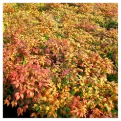 Nandina 'Fire Power' 1pc - National Plant Network - U.S.D.A. Hardiness Zones 6 - 9 5 Nandina 'Fire Power' 1pc - National Plant Network - U.S.D.A. Hardiness Zones 6 - 9 -Home Improvement Store GUEST e7a1ef33 9b03 4f52 99da 769c35034a71