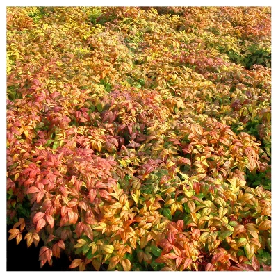 Nandina 'Fire Power' 1pc - National Plant Network - U.S.D.A. Hardiness Zones 6 - 9 4 Nandina 'Fire Power' 1pc - National Plant Network - U.S.D.A. Hardiness Zones 6 - 9 - Image 2