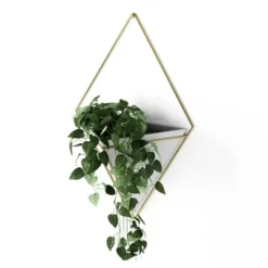 Trigg Wall Display Planter White/Brass - Umbra -Home Improvement Store GUEST e8532898 b5ff 4938 ad7f 987cd4ffaeab