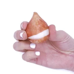 12ct Tulips Menton Exotic Orange Bulbs - Van Zyverden -Home Improvement Store GUEST ef888541 572a 4b2b aa7d d5f24743645c