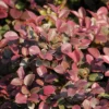 Loropetalum 'Daruma' 2.25gal U.S.D.A. Hardiness Zones 7-10 - 1pc - National Plant Network